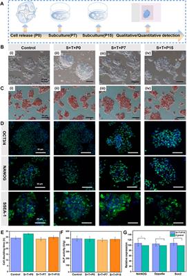 Dynamic and self-biodegradable polysaccharide hydrogel stores embryonic stem cell construct under ambient condition